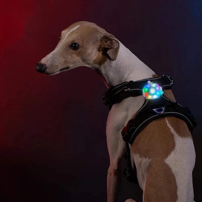 Lumière LED rechargeable pour collier ou harnais de chien – vue 4 | Les Secrets de Léa