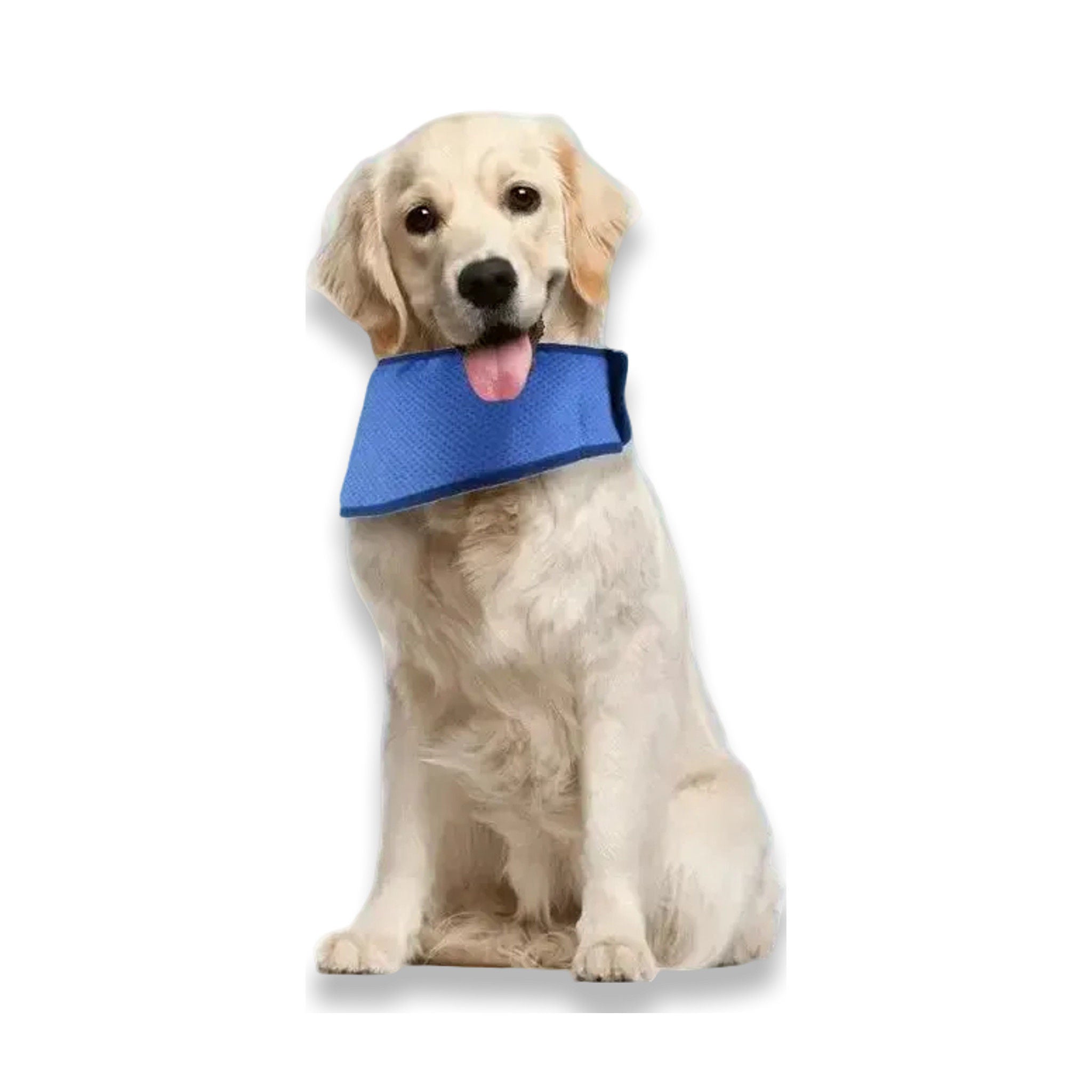 Bandana de Refroidissement pour Chien